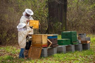 Сельское хозяйство оказалось главной причиной гибели пчёл